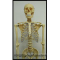 Modèle de squelette humain en plastique de 170 cm (modèle thoracique transparent) Modèle modèle biologique
